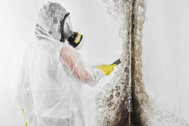 Best Mold Damage Repair  in Liberty Hill, TX