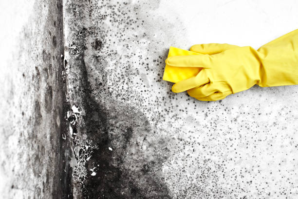 Mold Testing and Removal in Liberty Hill, TX