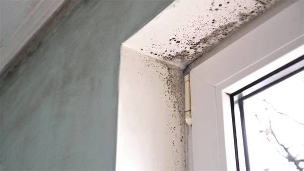 Professional Mold Removal in Liberty Hill, TX