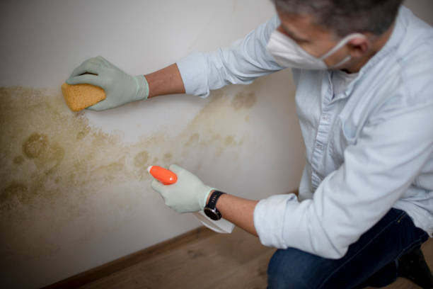 Best Mold Damage Repair  in Liberty Hill, TX