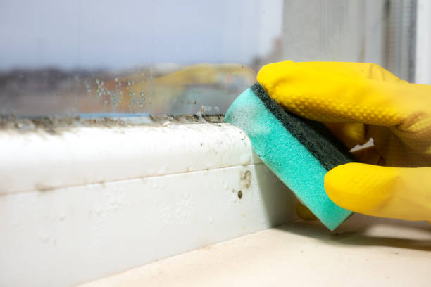Best Mold Remediation  in Liberty Hill, TX