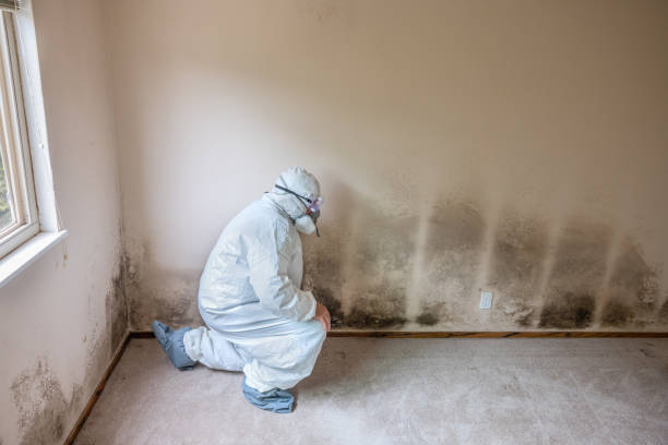 Best Toxic Mold Removal  in Liberty Hill, TX