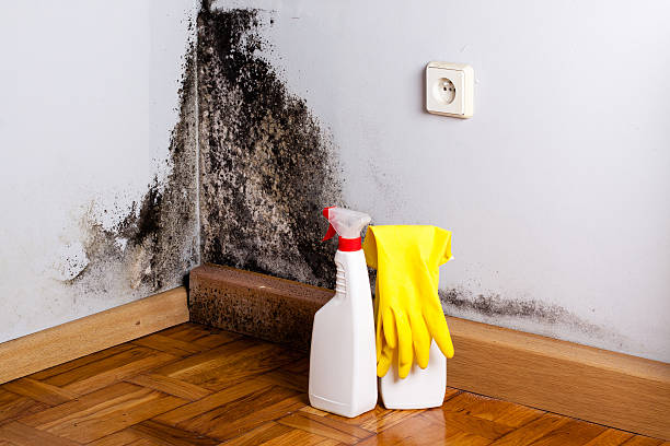 Best Residential Mold Removal  in Liberty Hill, TX