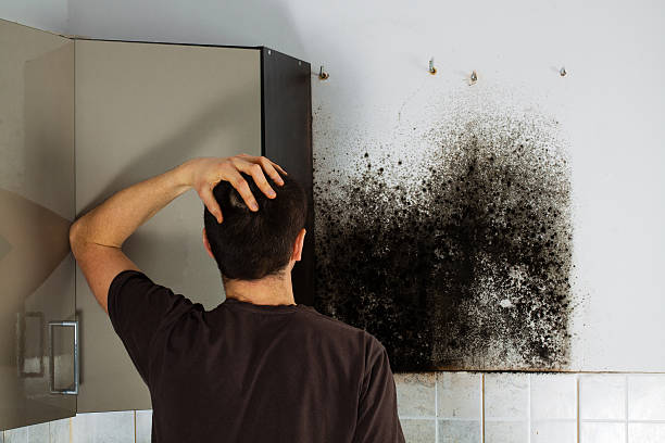Best Black Mold Removal  in Liberty Hill, TX