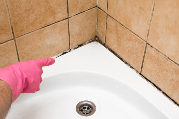 Best Mold Removal Company Near Me  in Liberty Hill, TX